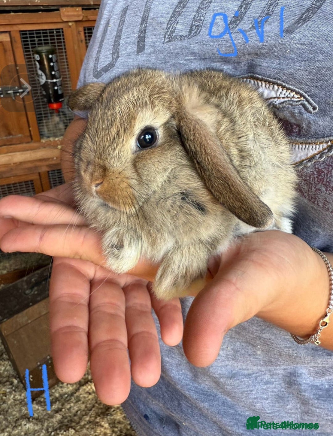 Mini Lop rabbits for sale: 3 beautiful mini lops(60 each or 2 for £100) - Image 12