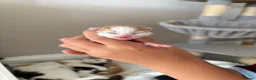 Mixed Breed cats for sale: Part ragdoll kittens  in Tamworth - Advert 16