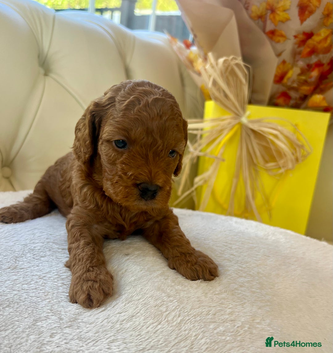 Cockapoo dogs for sale: 4⭐️Licensed F1b Cockapoos Exceptionally Bred - Image 27