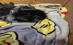 Guinea Pig rodents for sale: Pair of Bonded Baby Male Guinea Pigs For Sale  - Image 2