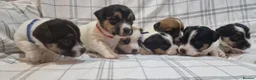 Jack Russell dogs for sale: Stunning Jack Russells, DNA health tested parents - Advert 4