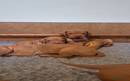 Hungarian Vizsla dogs for sale: Stunning litter KC registered Hungarian Puppy's  - Image 3