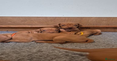 Hungarian Vizsla dogs - Advert 2