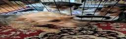Jack Russell dogs for sale: Short legged jack Russell  - Advert 13