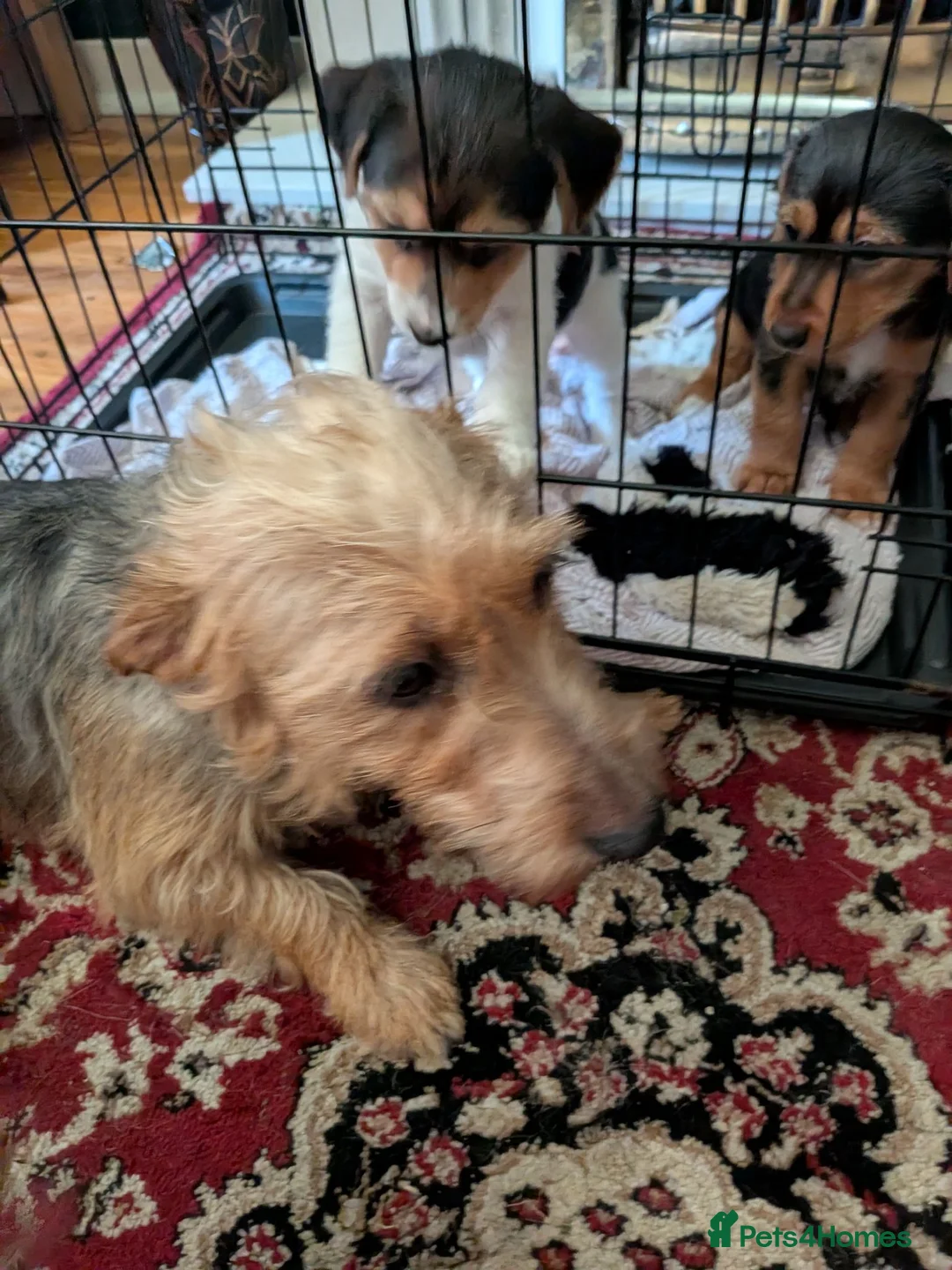 Jack Russell dogs for sale: Short legged jack Russell  - Advert 13