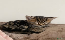 Mixed Breed cats for sale: Cutest kittens  - Image 9