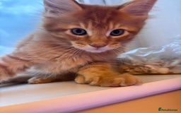 Maine Coon cats for sale: 5 Amazing Maine Coon kittens  - Image 20