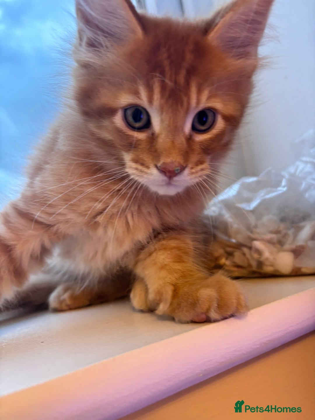Maine Coon cats for sale: 5 Amazing Maine Coon kittens  - Image 20