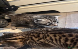 Bengal cats for sale: Bengal and half breed Bengal kittens  - Image 11