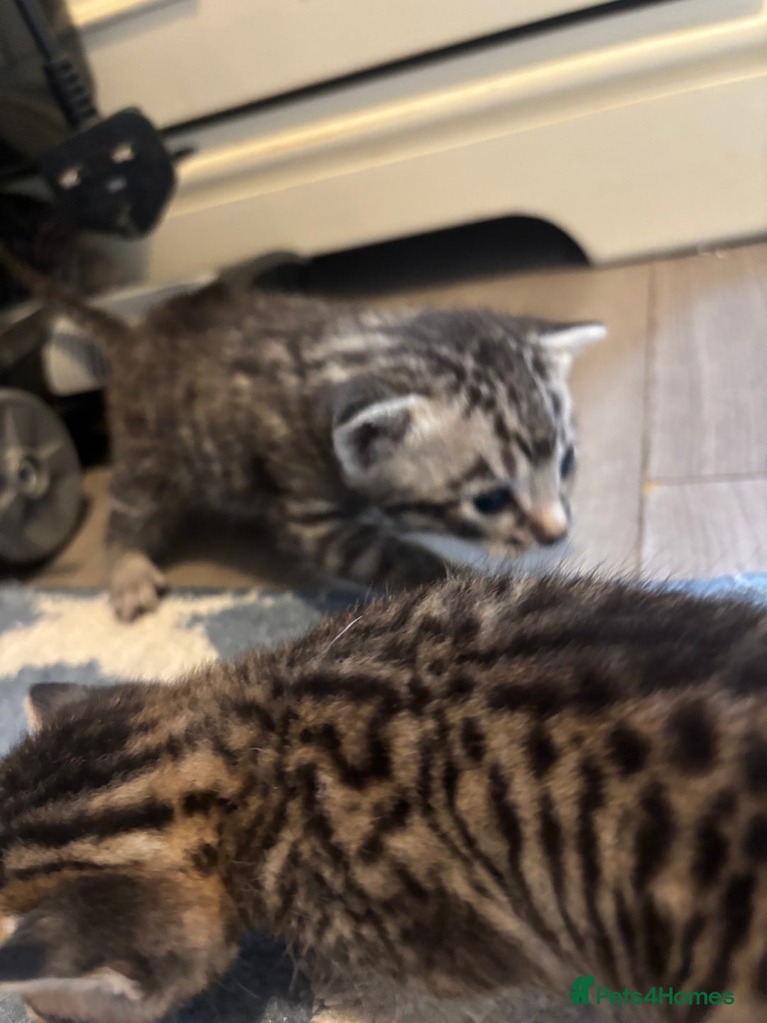 Bengal cats for sale: Bengal and half breed Bengal kittens  - Image 11