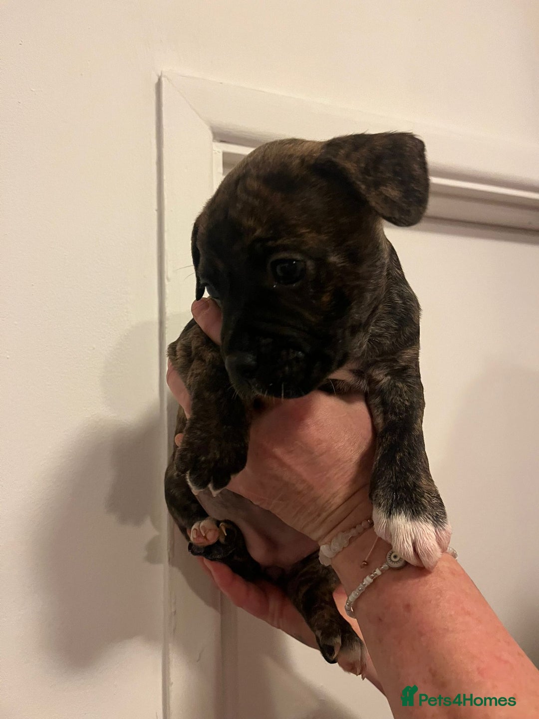 Mixed Breed dogs for sale: Puppies looking for their forever homes  - Advert 2