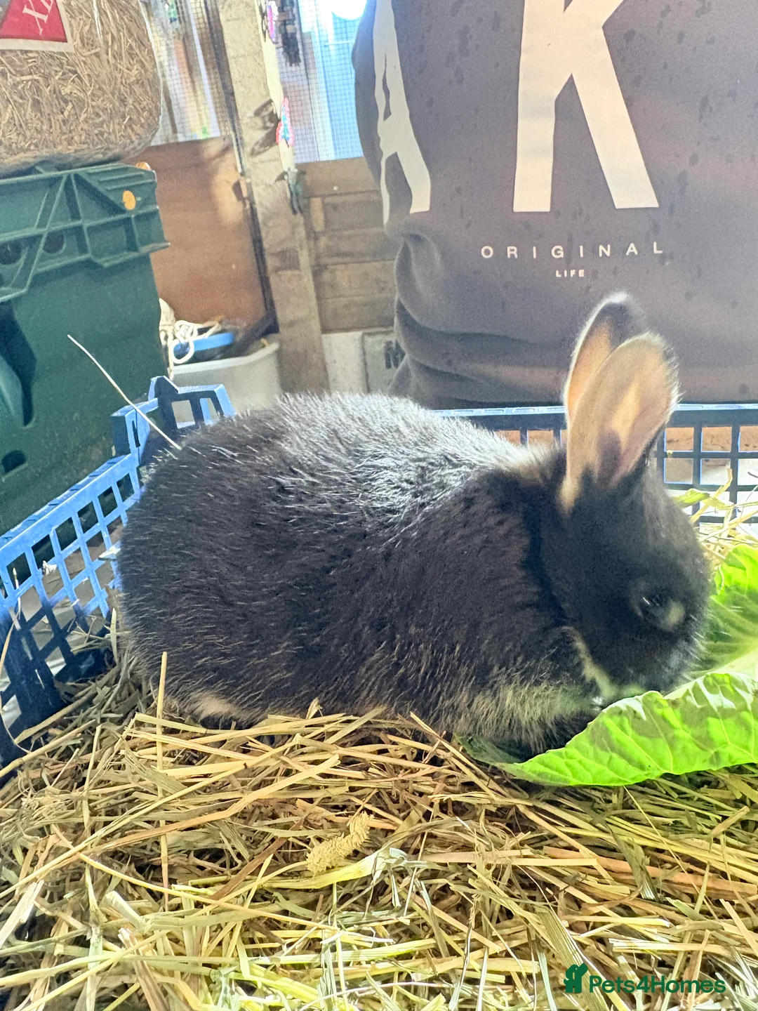 Lionhead rabbits for sale: Velvet rabbit babies - Advert 2