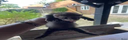 Ferret rodents for sale: 2 polecat hobs  in Waterlooville - Advert 5