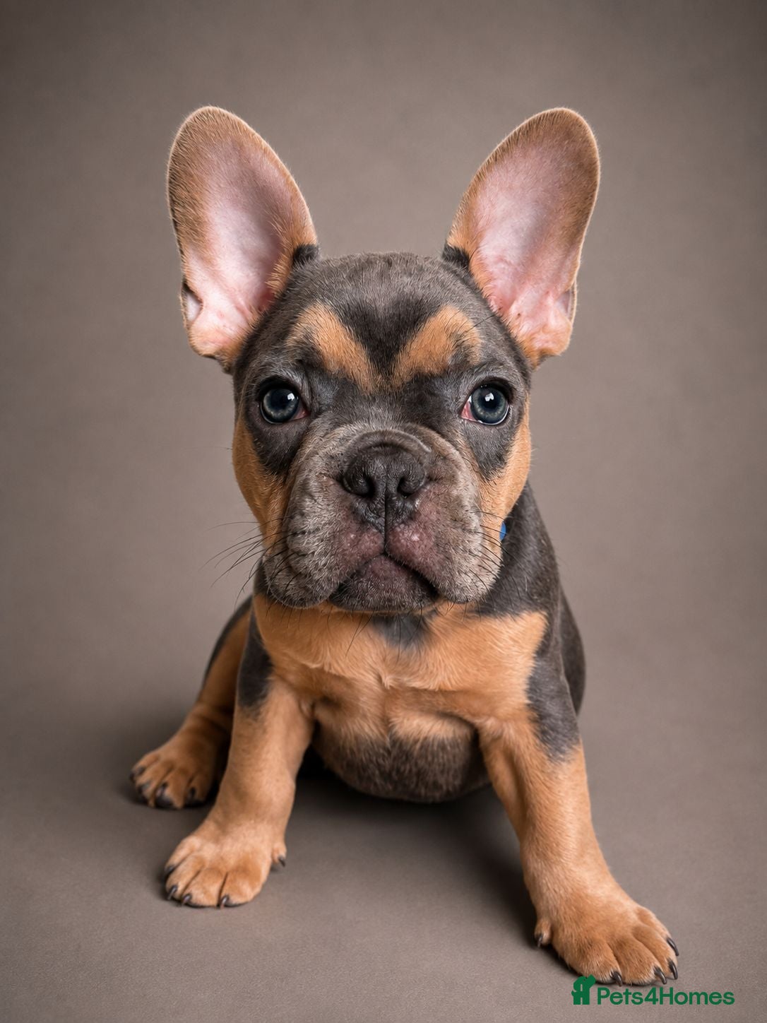 French Bulldog dogs 🌟 Ready Now! Top Quality French Bulldog Puppies  - Advert 2