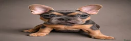 French Bulldog dogs for sale: 🌟Last 4 Exceptional French Bulldogs- Ready Now!🐾 - Advert 19
