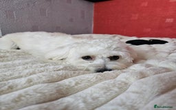 Bichon Frise dogs for sale: 6 bichon maltes - Image 14