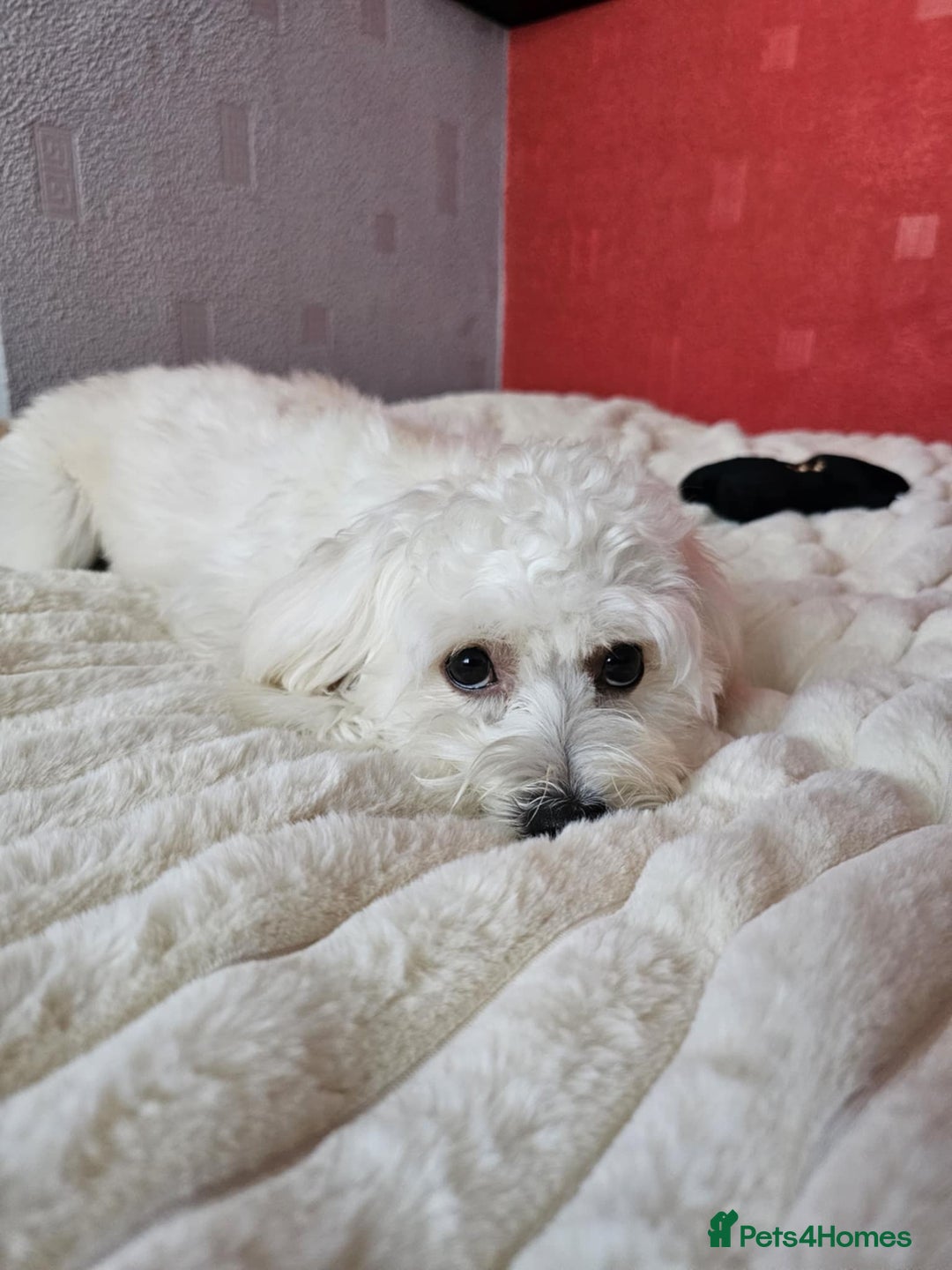 Bichon Frise dogs for sale: 6 bichon maltes - Image 14