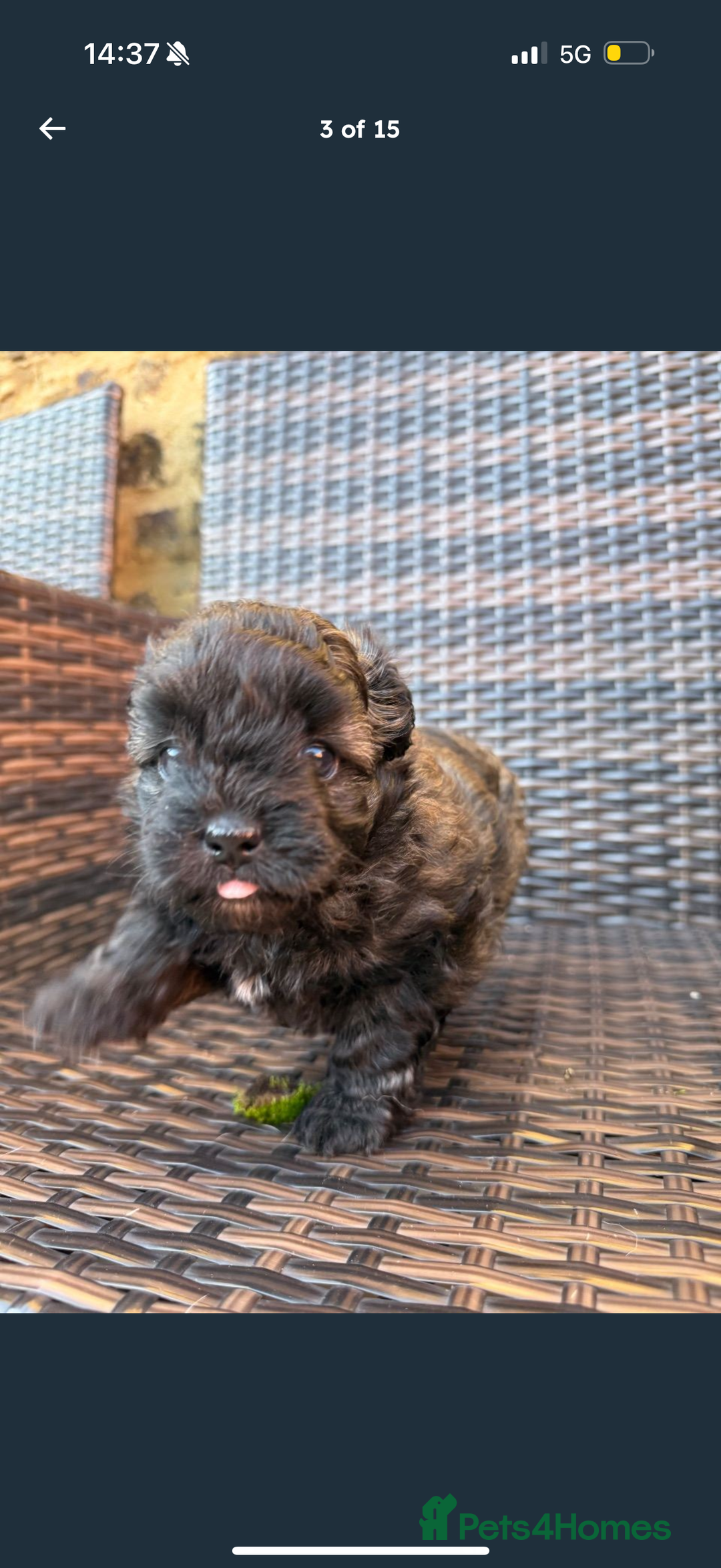 Maltipom dogs for sale: Maltipom puppies  - Advert 8