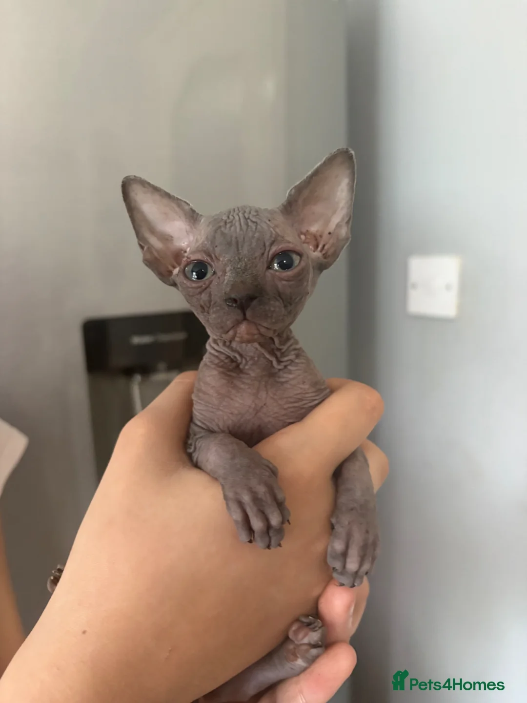 Sphynx cats for sale: Sphynx kittens 2 blue/grey females  - Advert 14
