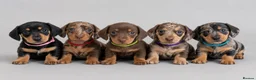 Miniature Dachshund dogs for sale: Miniature Dachshund Puppies - Advert 18