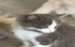 Ragdoll cats for sale: Fluffy Ragdoll cross kittens  - Image 7