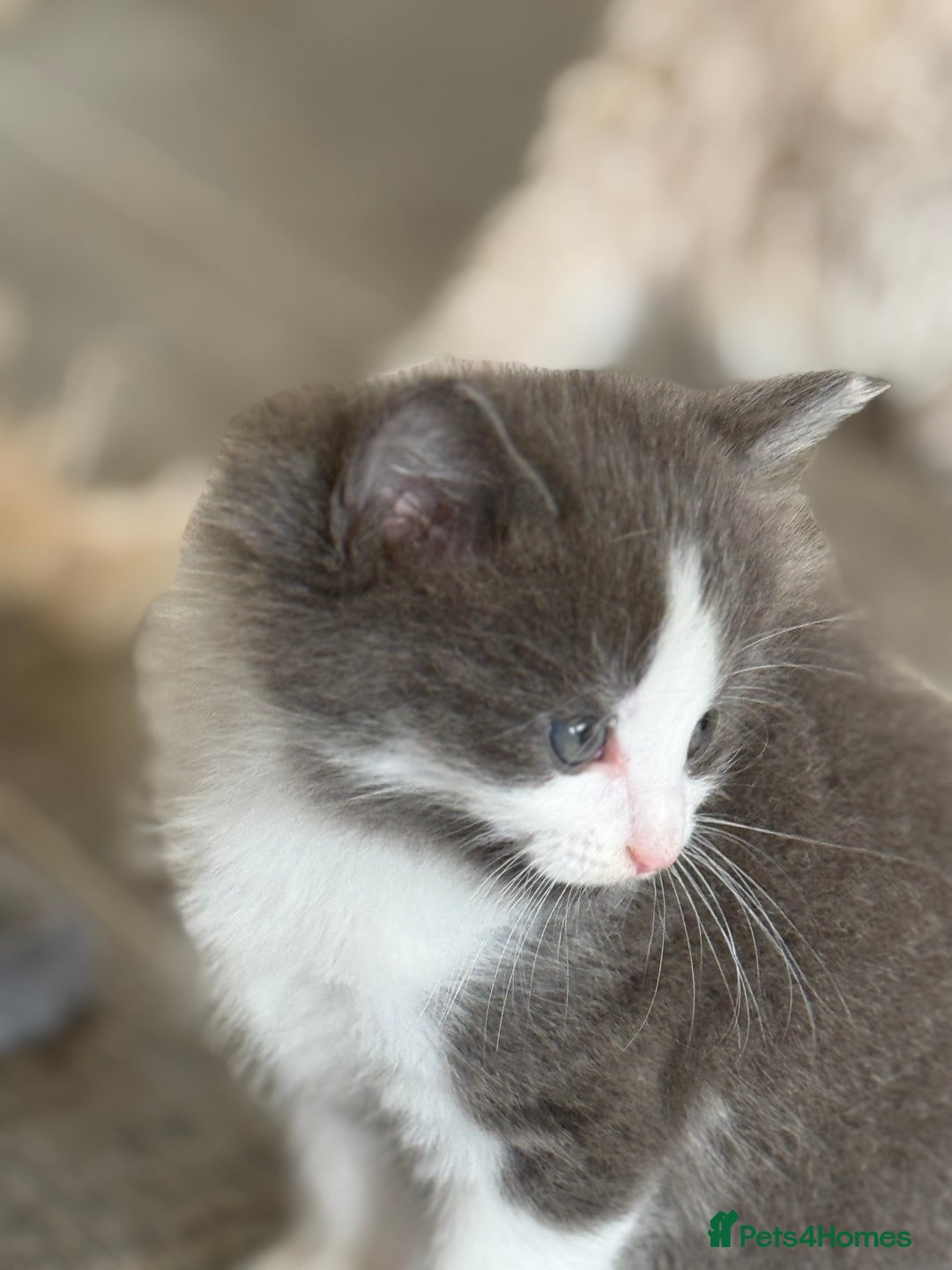 Ragdoll cats for sale: Fluffy Ragdoll cross kittens  - Image 7
