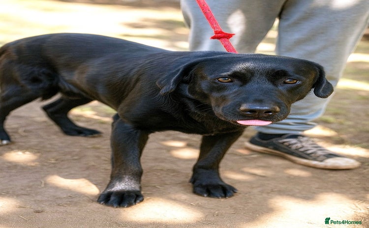 Mixed Breed dogs 🐾Dougie – the gentlest Lab-mix longing for love❤️ - Advert 1