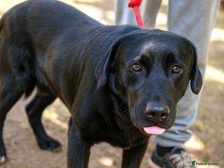 Mixed Breed dogs 🐾Dougie – the gentlest Lab-mix longing for love❤️ - Advert 1
