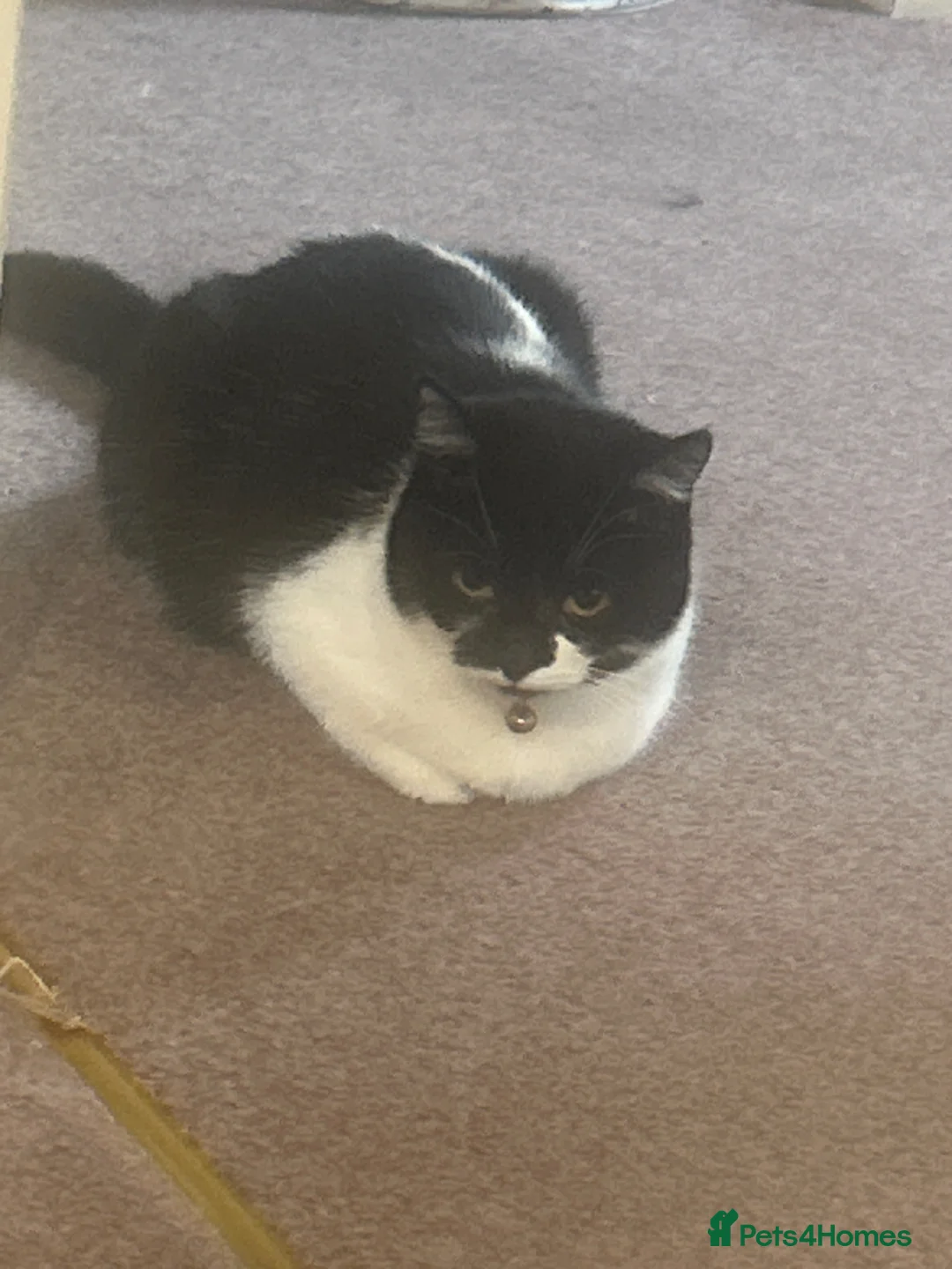 Mixed Breed cats for sale: British short hair Mix - Advert 1