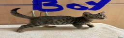 Mixed Breed cats for sale: Bengal cross kittens - Advert 21