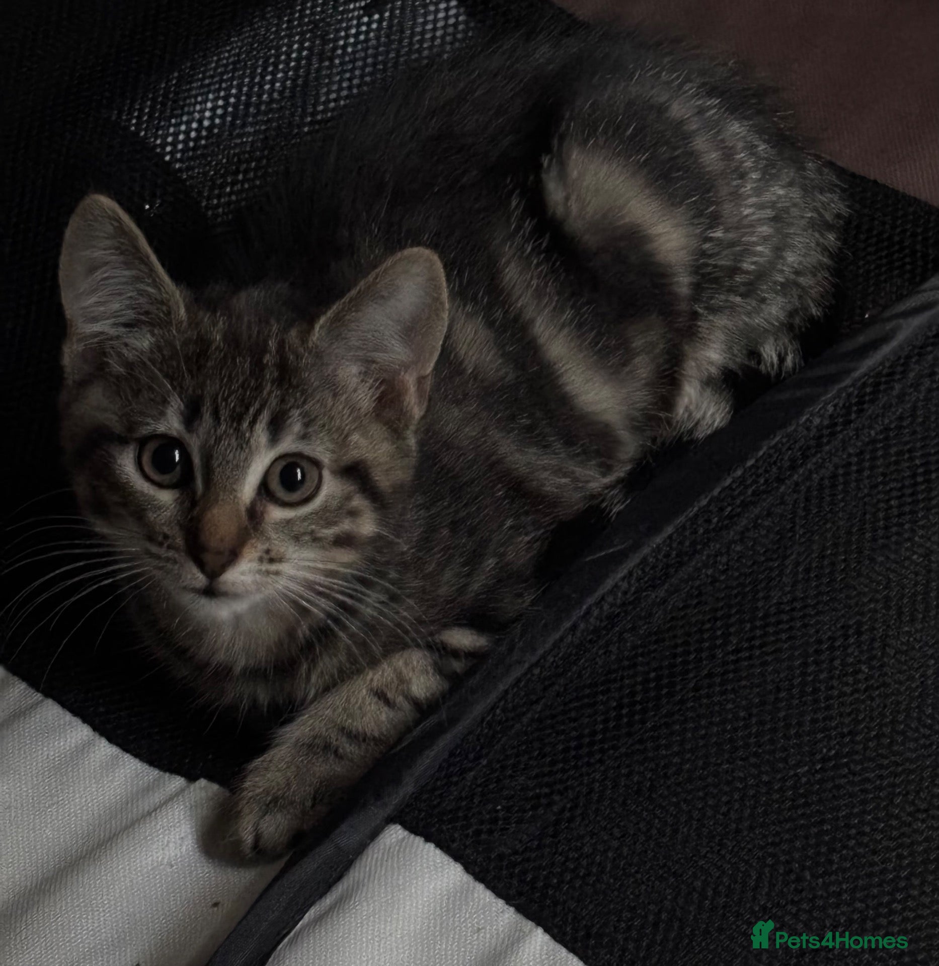 Mixed Breed cats Beautiful Female Kitten, Ready To Leave - Advert 15