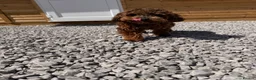 Cockapoo dogs for sale: Mum and daughter for sale  - Advert 4