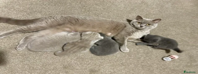 Marley