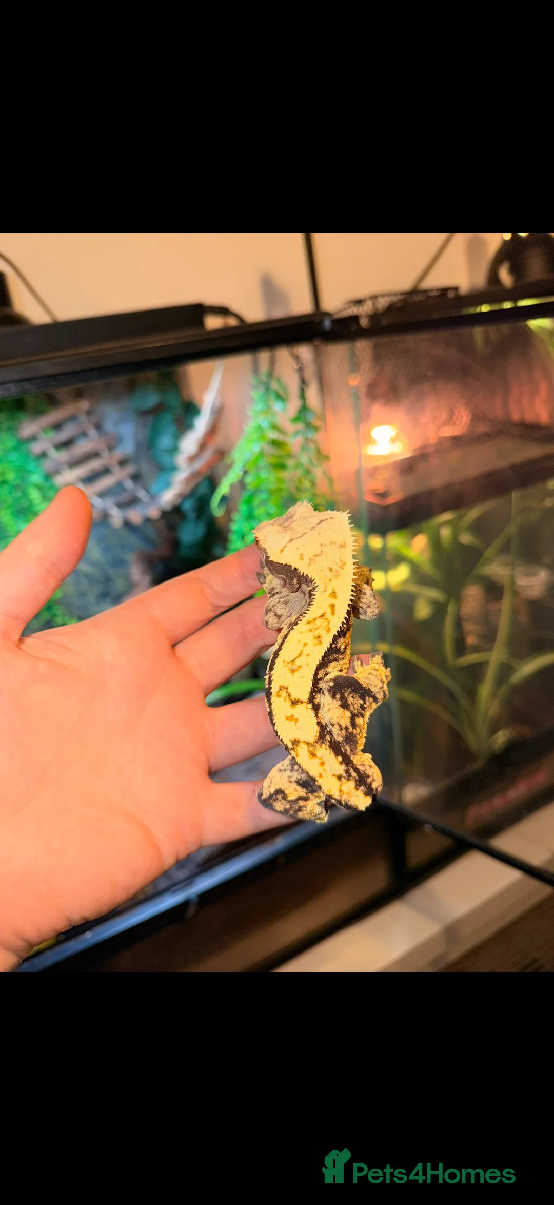 Gecko reptiles for sale: Stunning crested gecko male - Advert 4