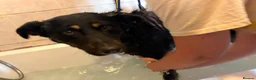 Mixed Breed dogs for adoption: Scribble - Norwich Norfolk  - Advert 5