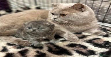 British Shorthair cats British shorthair blue ticked tabby girl  - Advert 7