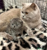 British Shorthair cats British shorthair blue ticked tabby girl - Advert 1