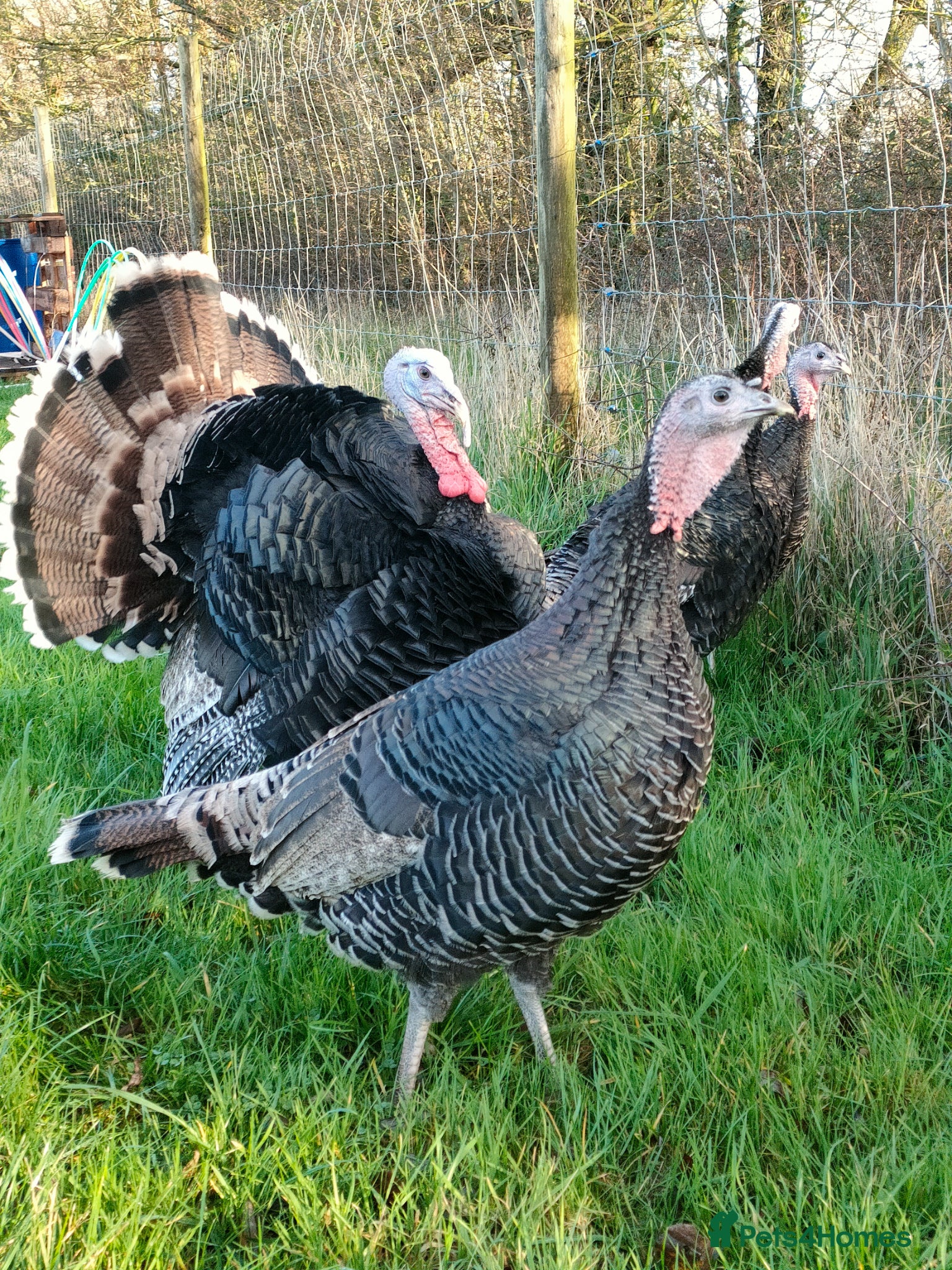 Turkeys poultry Hatching eggs available Norfolk Bronze turkeys  - Advert 9