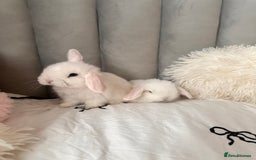 Mini Lop rabbits for sale: Mini lop bunnies for sale! - Advert 2