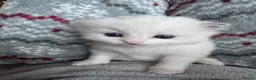 Ragdoll cats for sale: 🏆gccf ragdoll kitten-exceptional pedigree - Advert 11