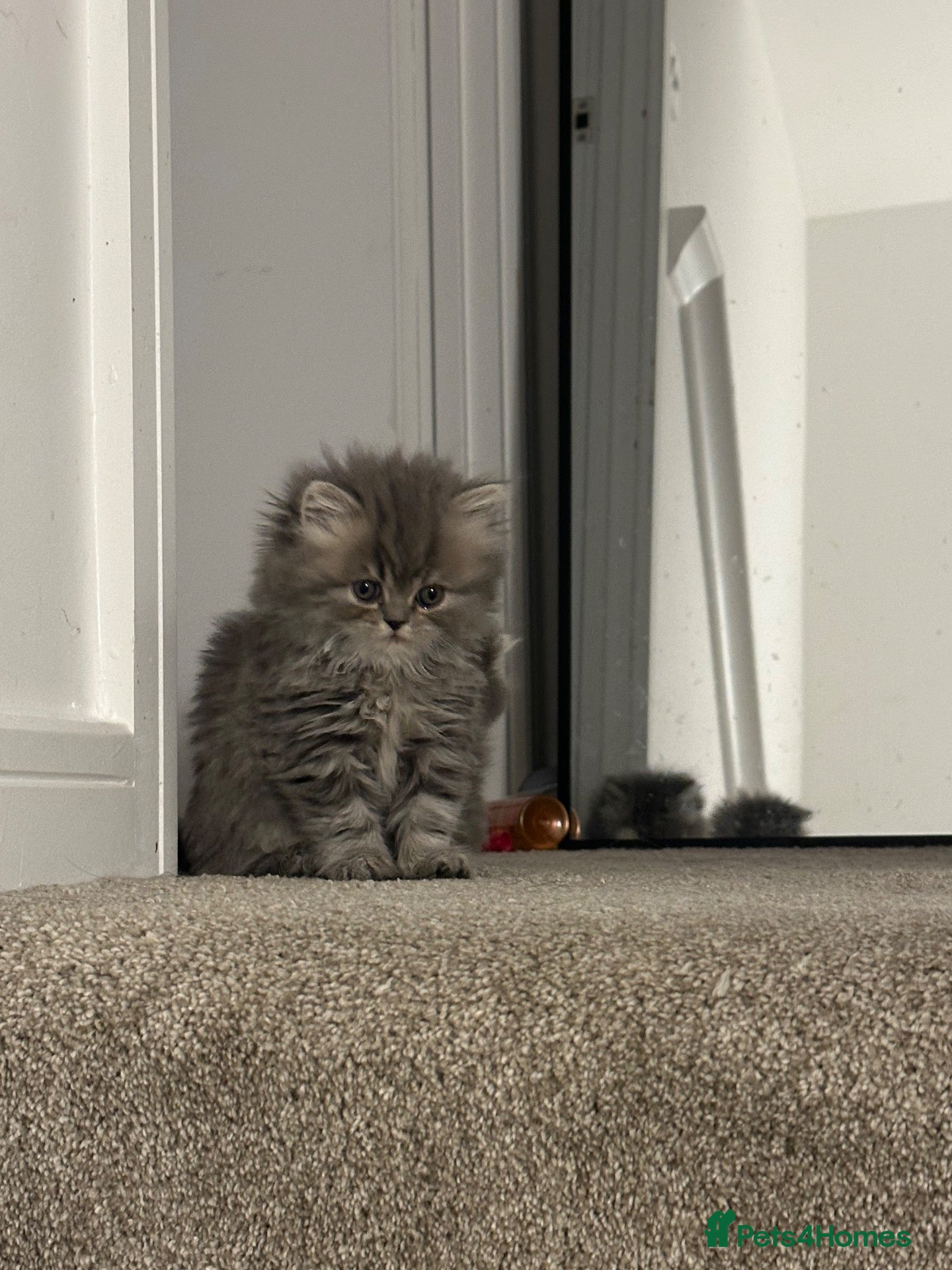 Persian cats Beautiful Persian Kittens from GCCF reg Parents - Advert 2