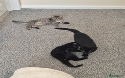 British Shorthair cats for sale: British short-hair x - Image 2
