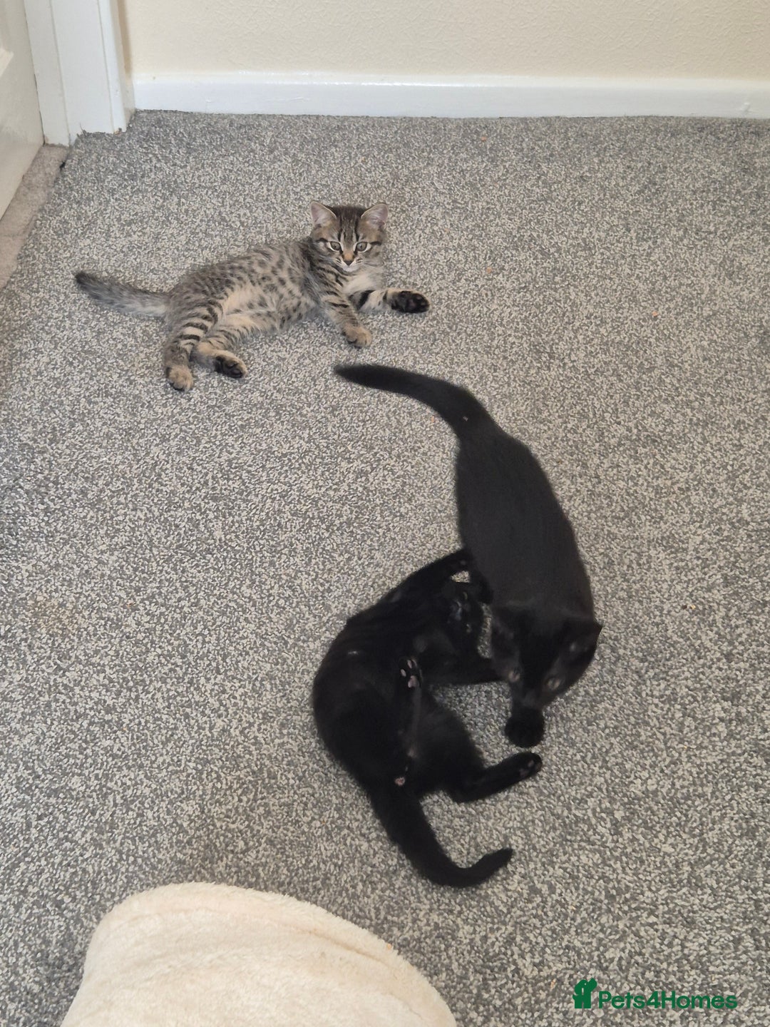 British Shorthair cats for sale: British short-hair x - Image 2