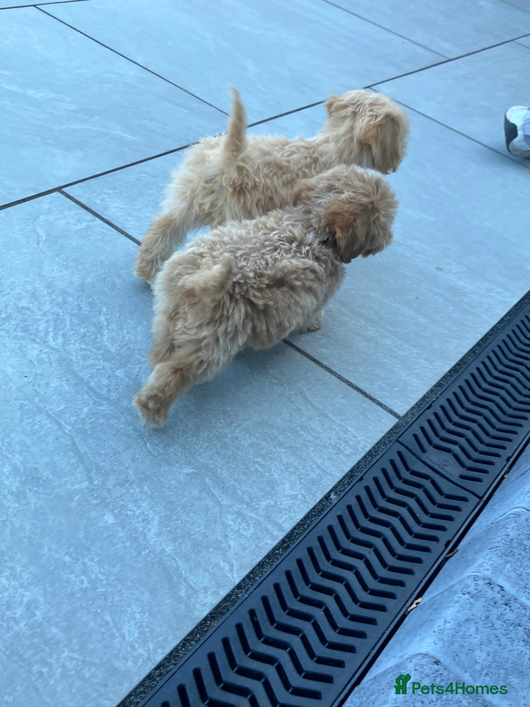 Cockapoo dogs for sale: Our baby cockapoos 🥰 - Image 20