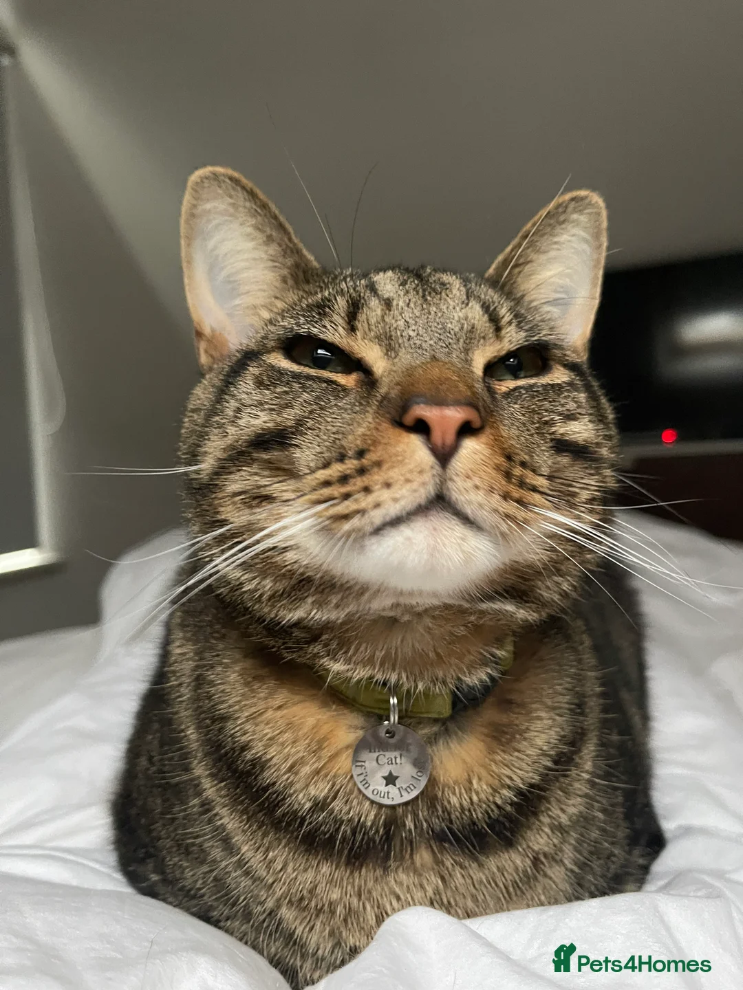 Mixed Breed cats for sale: Murphy - Friendly Indoor | Looking for Loving Home - Advert 2