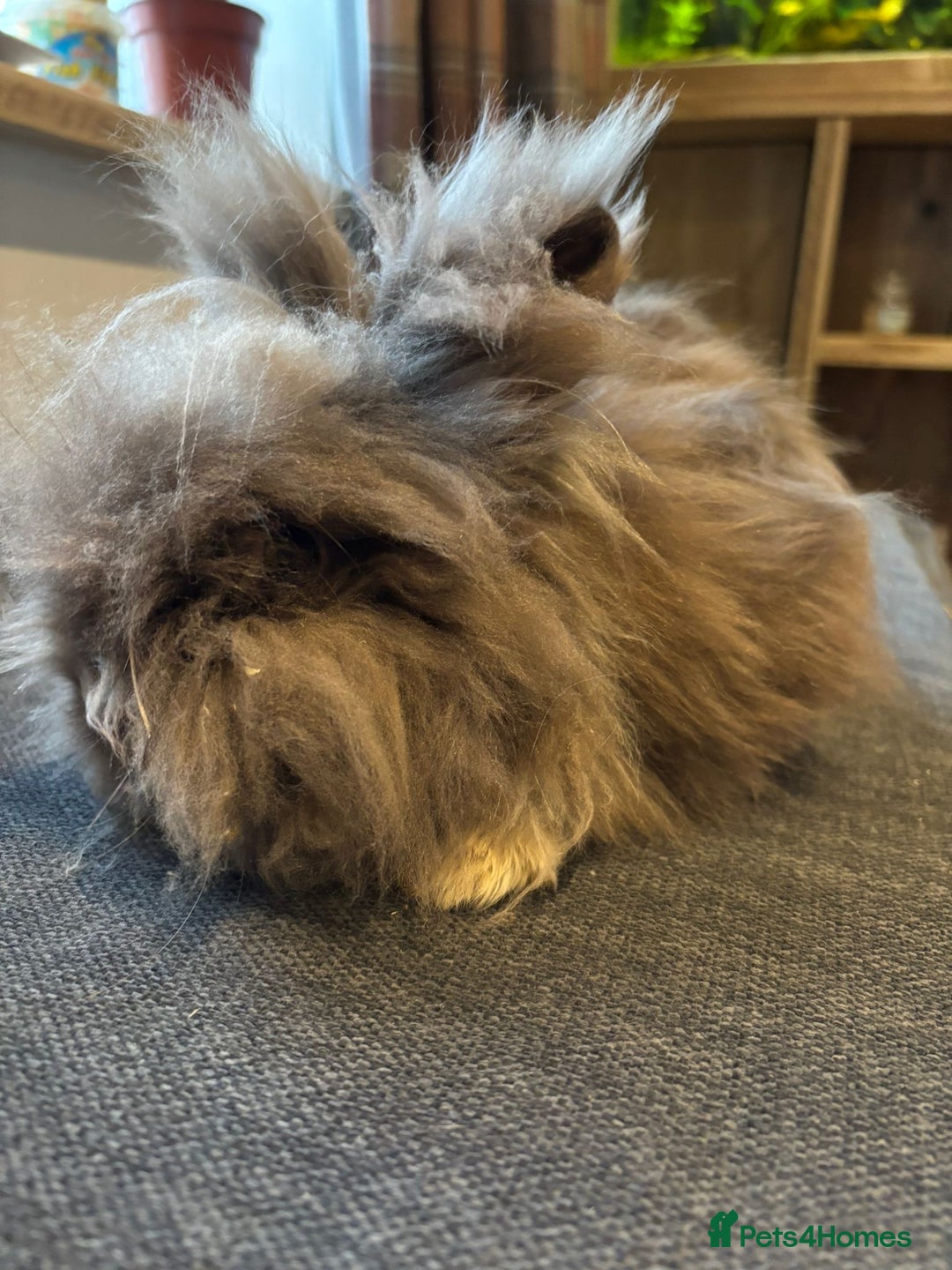 Angora rabbits for sale: True Angora Baby Rabbits  - Advert 14