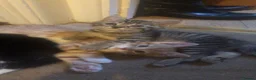 Mixed Breed cats for sale: Little darlings looking for loving homes - Advert 14