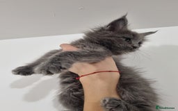 Maine Coon cats for sale: Purebred King Size Maine Coon kittens  - Image 10