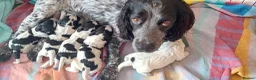 Cocker Spaniel dogs for sale: Stunning Blue Roan Working Cocker Spaniel Puppies in Rugby - Advert 24