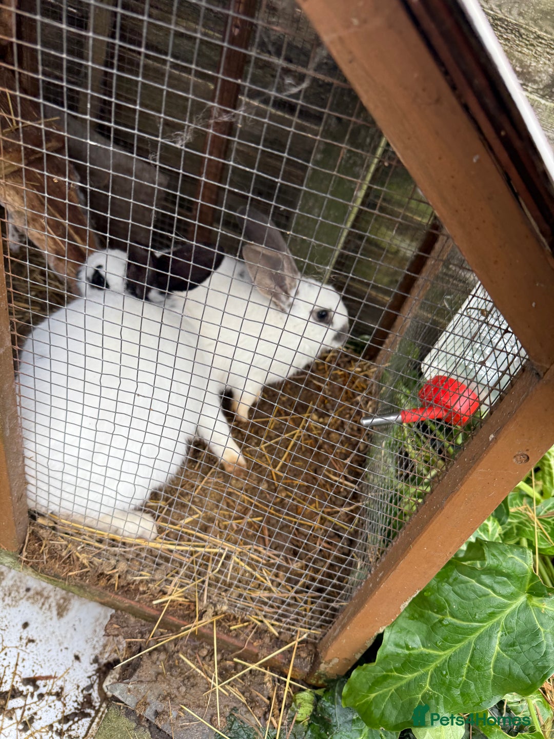 Californian rabbits for sale: Rabbits for you  - Advert 4